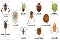 Swimming Pool Bugs Types