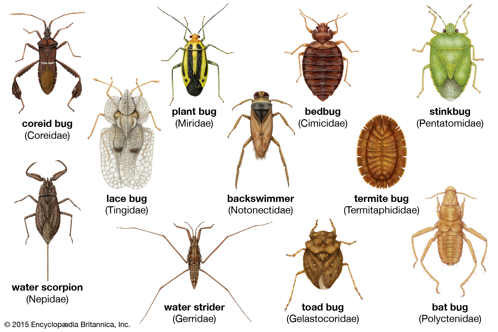 Do All Insects Have 3 Body Parts