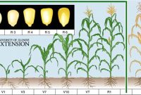 Growing Corn In Backyard