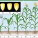 Growing Corn In Backyard