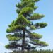 types of pine trees